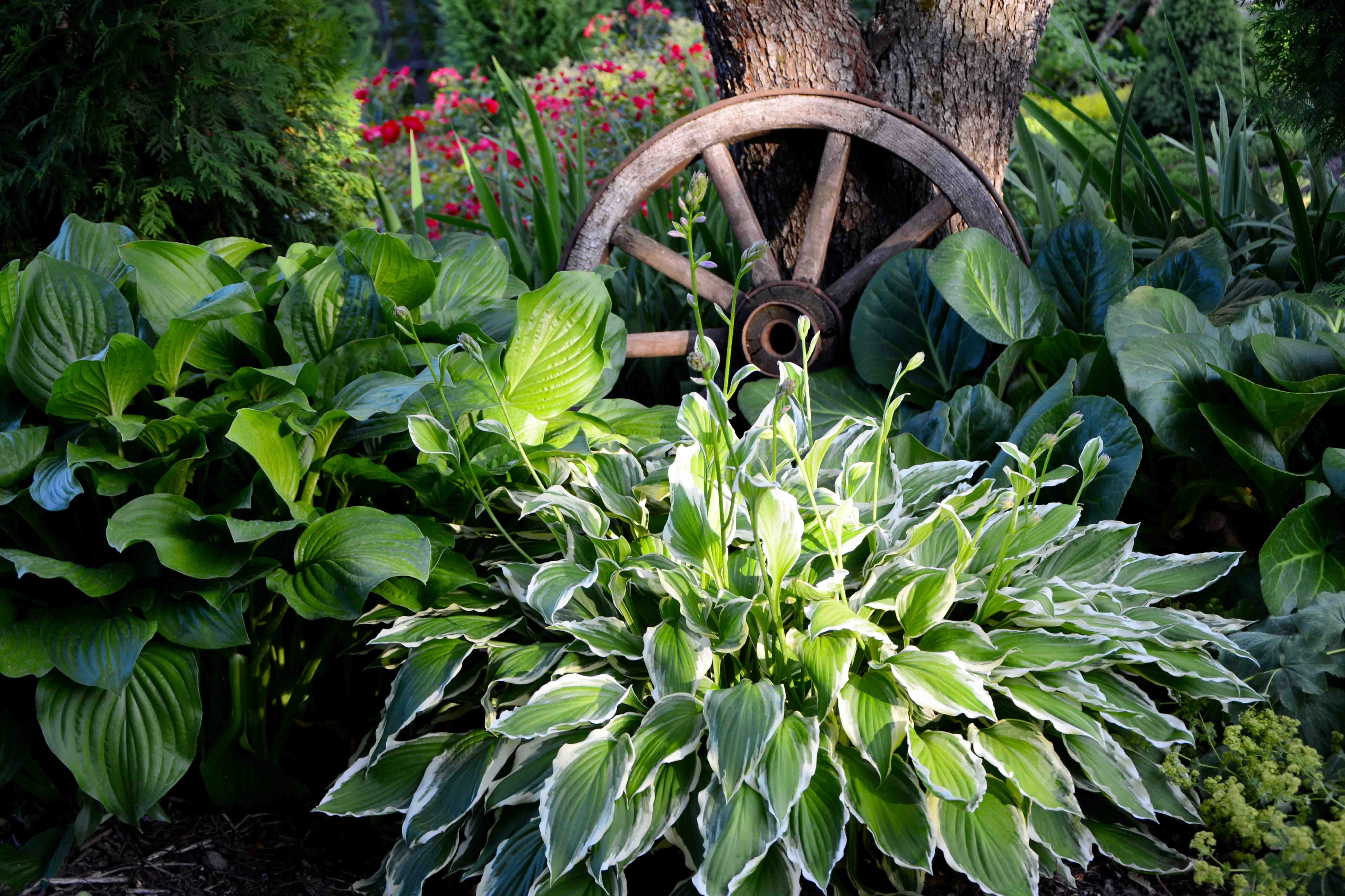 hosta pod stromom